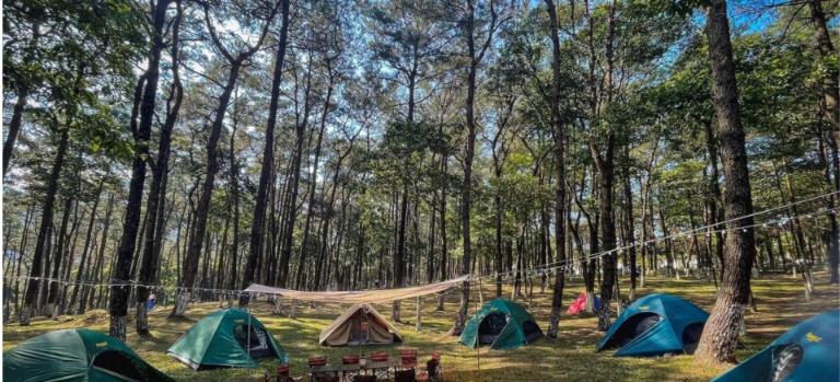 One of the most serene spots in Ba Vi National Park is the Pine Forest.