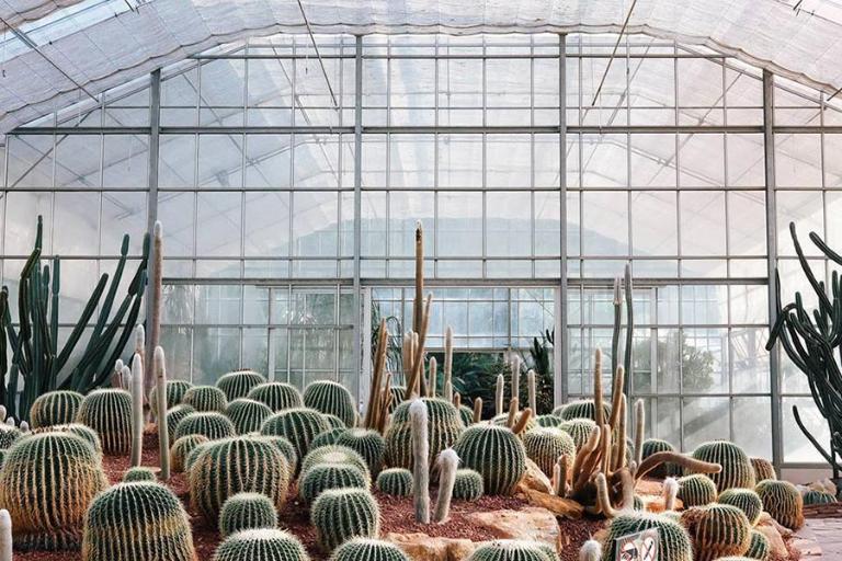 The Ba Vi cactus garden is an unexpected yet enjoyable visit, with over 1,200 different types of cacti from all over the world.