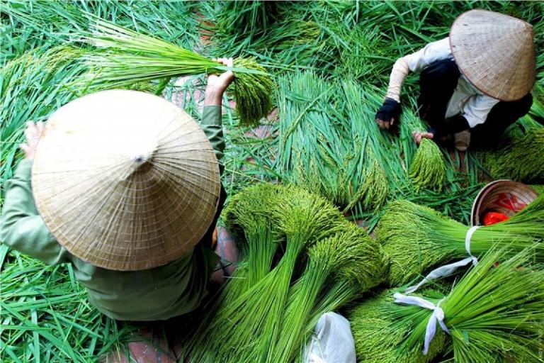 Harvesting the Com (young sticky rice)