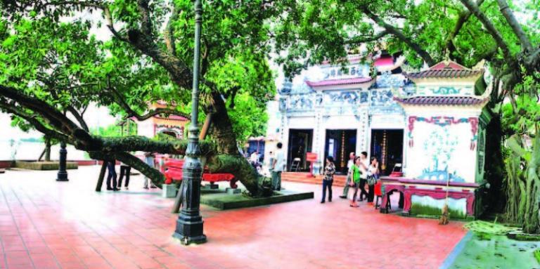 The old fig tree guards the shrine grounds like a guardian deity with its wide canopy.