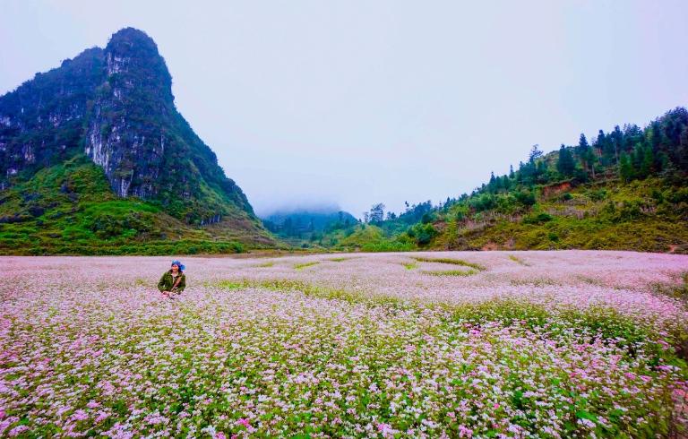 Buckwheat Flower Festival