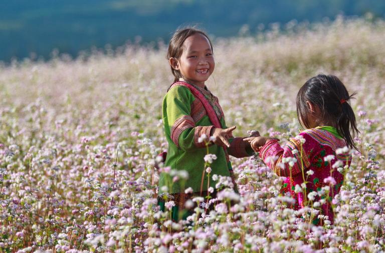 Buckwheat Flower Festival