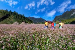 Buckwheat Flower Festival