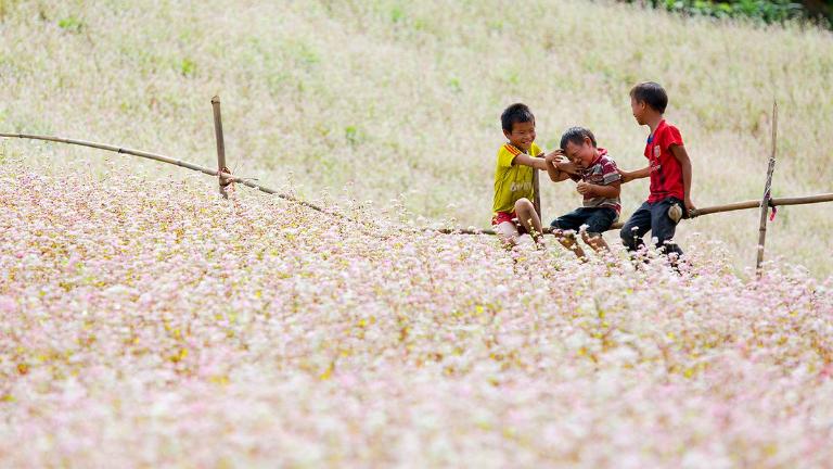 Buckwheat Flower Festival