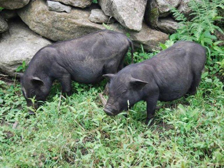 Cap nach Pork in Ha Giang