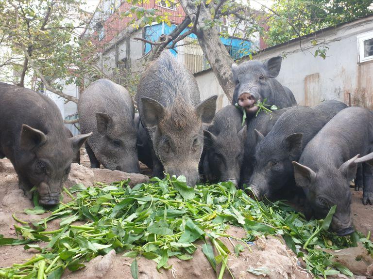 Cap nach Pork in Ha Giang