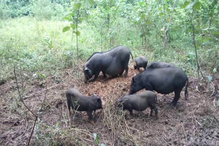 Cap nach Pork in Ha Giang