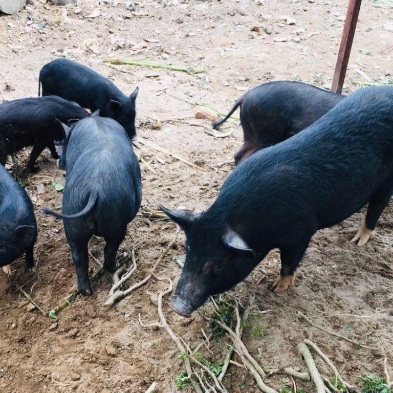 Cap nach Pork in Ha Giang