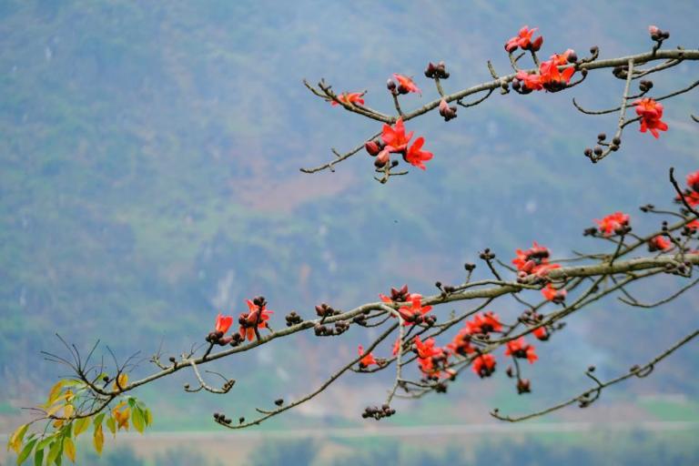 Dong Van District in Ha Giang