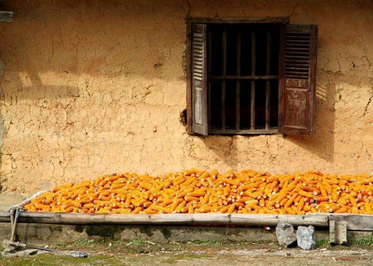 Ha Giang Corn Wine