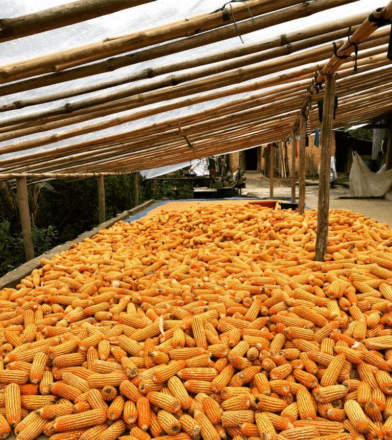 Ha Giang Corn Wine