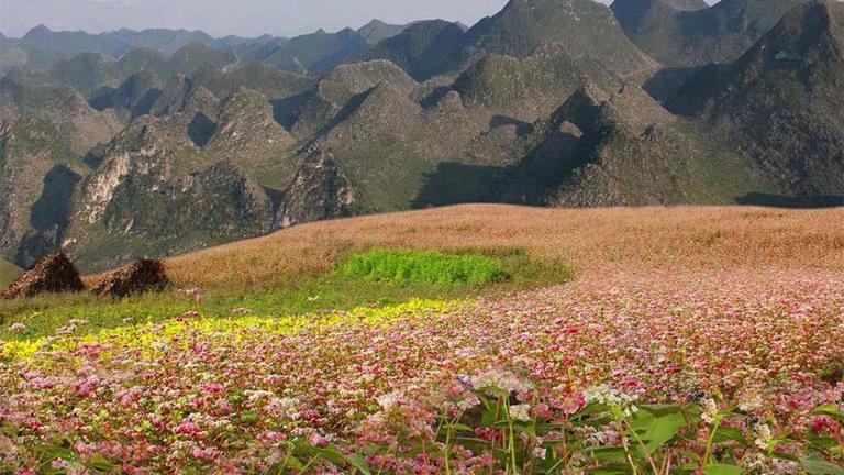 Ha Giang's Buckwheat Cake