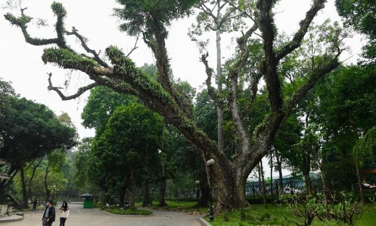 The banyan tree, renowned for its large cover and strong roots, is a prominent species known for its ability to create a magical forestland within the demesne.