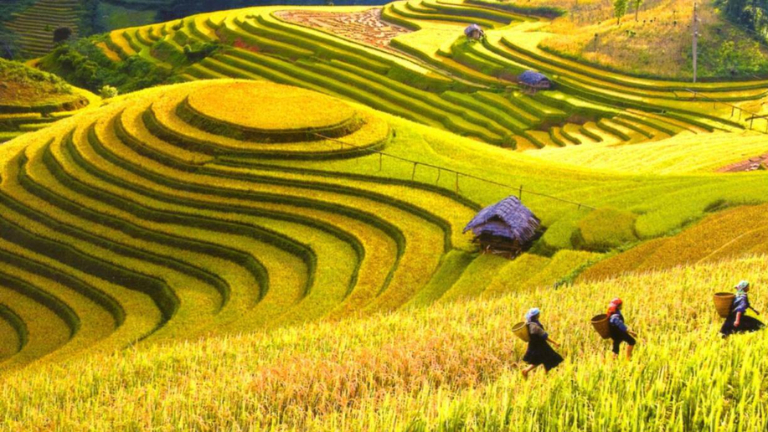 Hanoi - Lao Cai - Hoang Su Phi Route