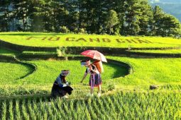 Hanoi – Nghia Lo – Mu Cang Chai Route