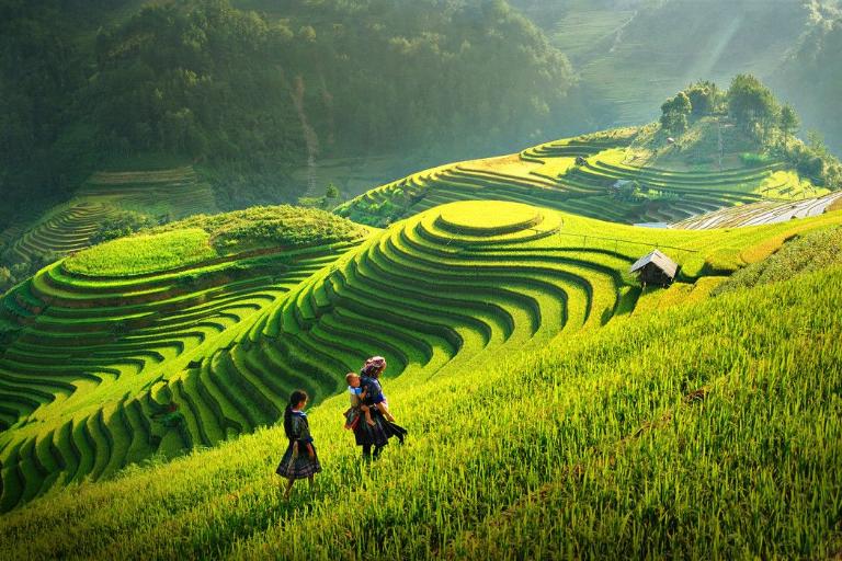 Hoang Su Phi Rice Terraces