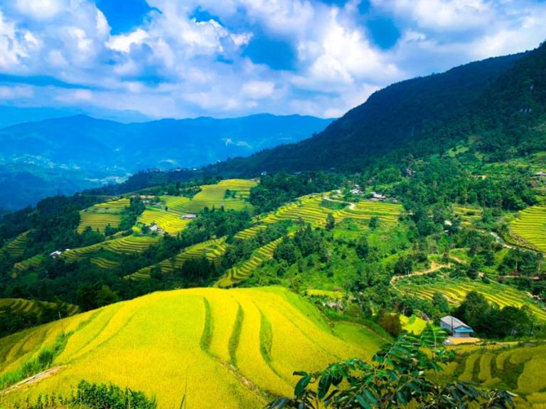 Hoang Su Phi Rice Terraces