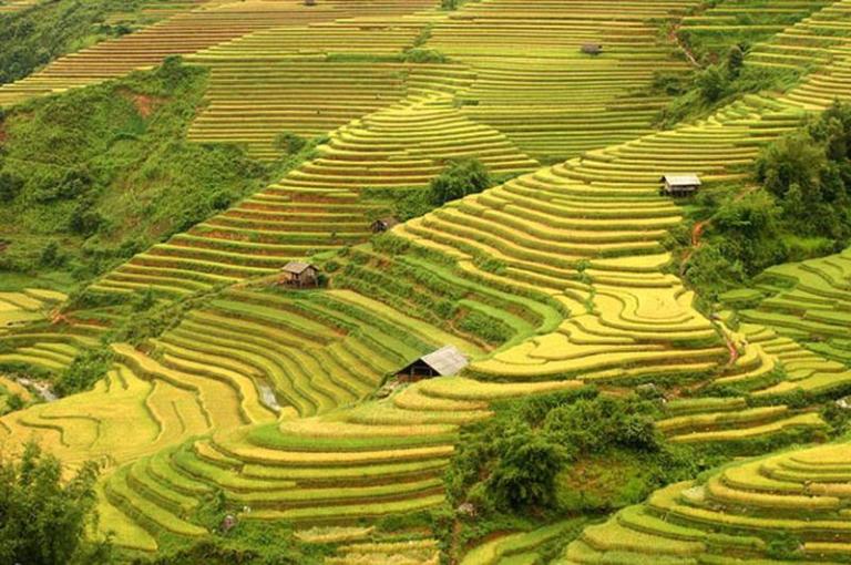 Hoang Su Phi Rice Terraces