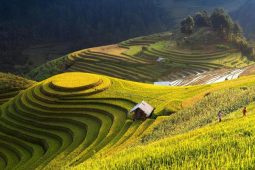 Hoang Su Phi Rice Terraces