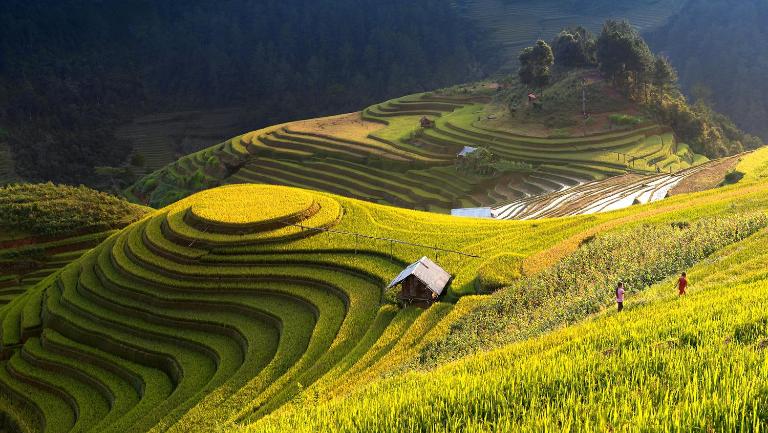 Hoang Su Phi Rice Terraces