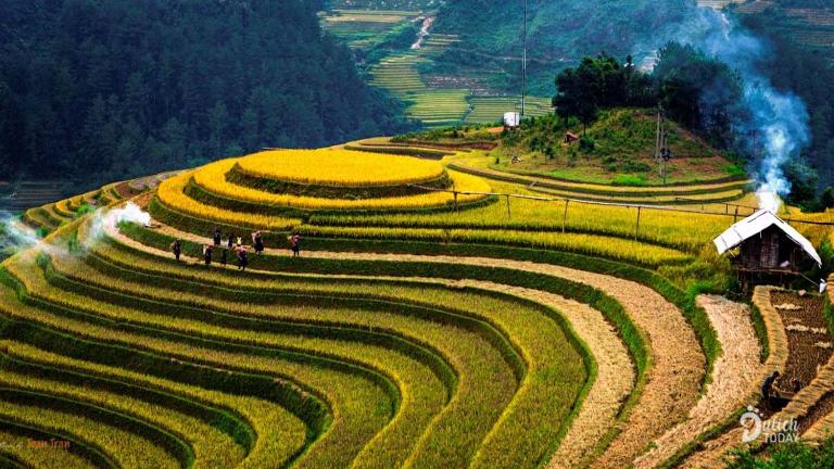 Hoang Su Phi Rice Terraces