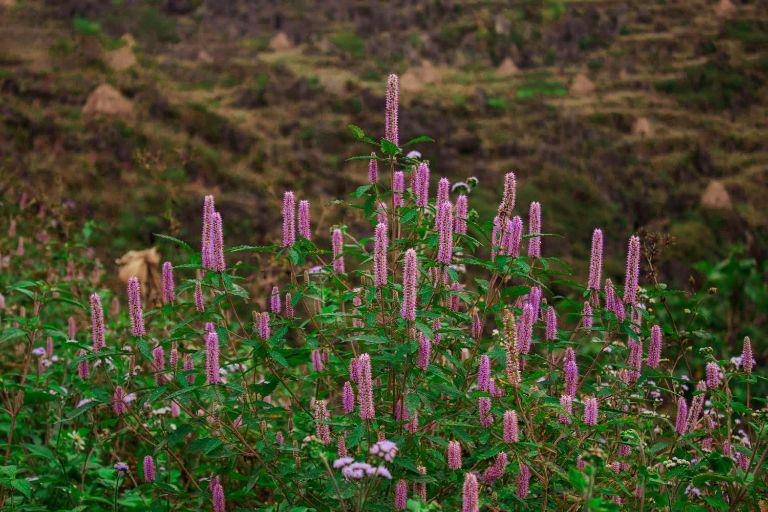 Meo Vac Mint Honey in Ha Giang