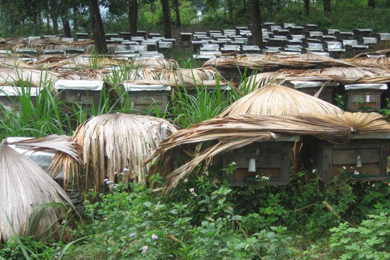 Meo Vac Mint Honey in Ha Giang