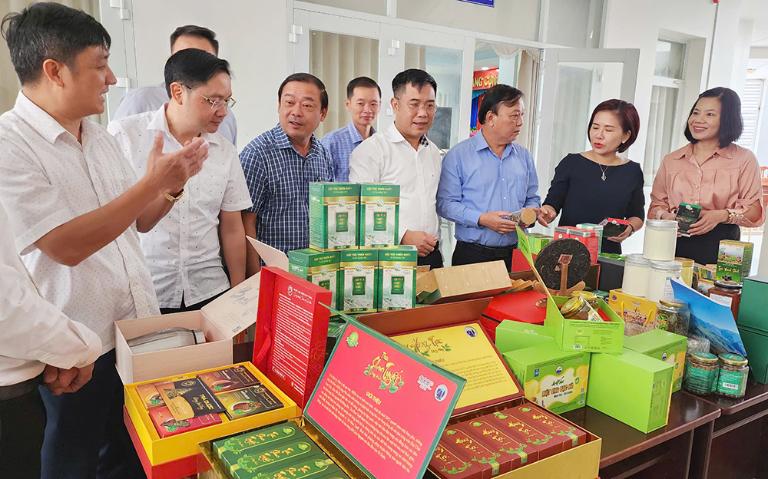 Shan Tuyet Tea in Ha Giang