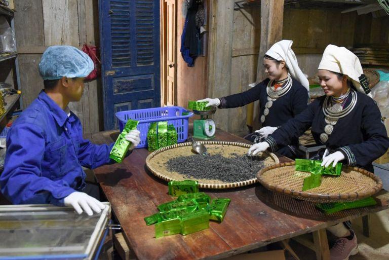 Shan Tuyet Tea in Ha Giang