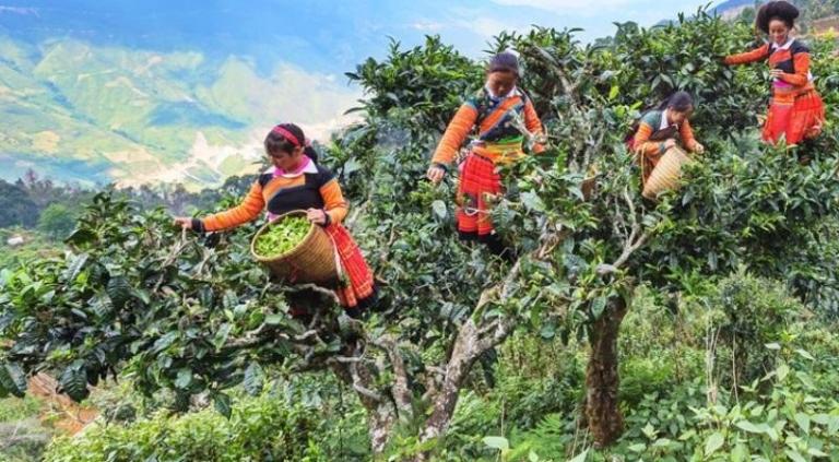 Shan Tuyet Tea in Ha Giang