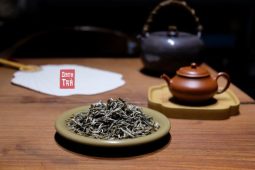 Shan Tuyet Tea in Ha Giang