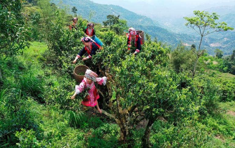 Shan Tuyet Tea in Ha Giang