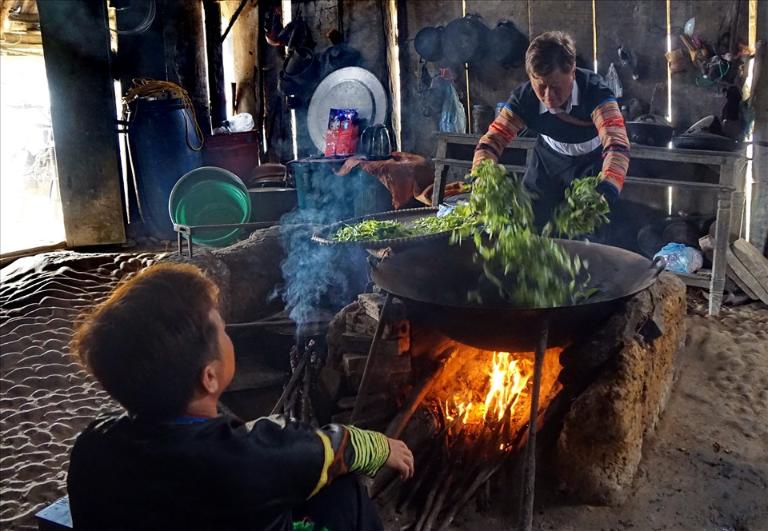 Shan Tuyet Tea in Ha Giang