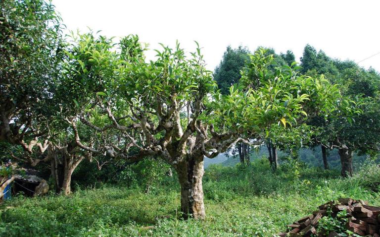 Shan Tuyet Tea in Ha Giang