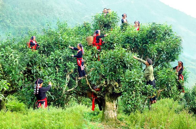 Shan Tuyet Tea in Ha Giang