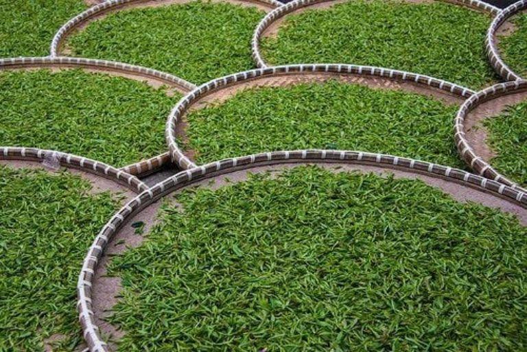 Shan Tuyet Tea in Ha Giang