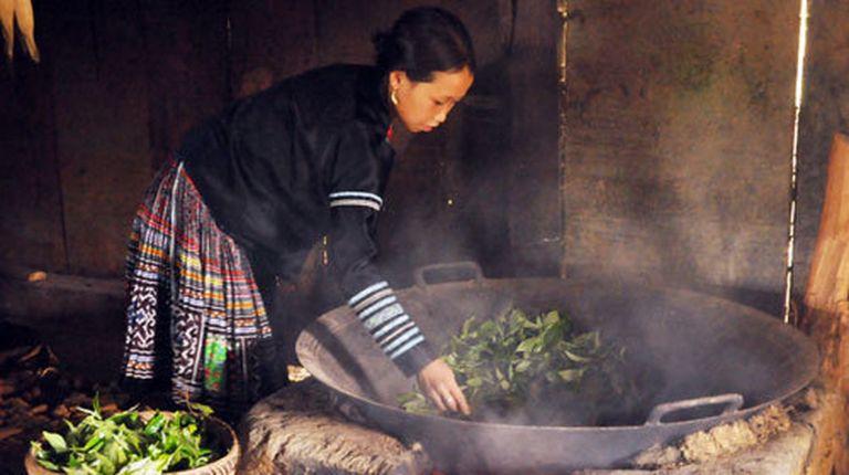 Shan Tuyet Tea in Ha Giang