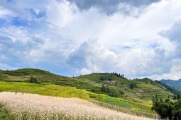 Suoi Thau Grassland