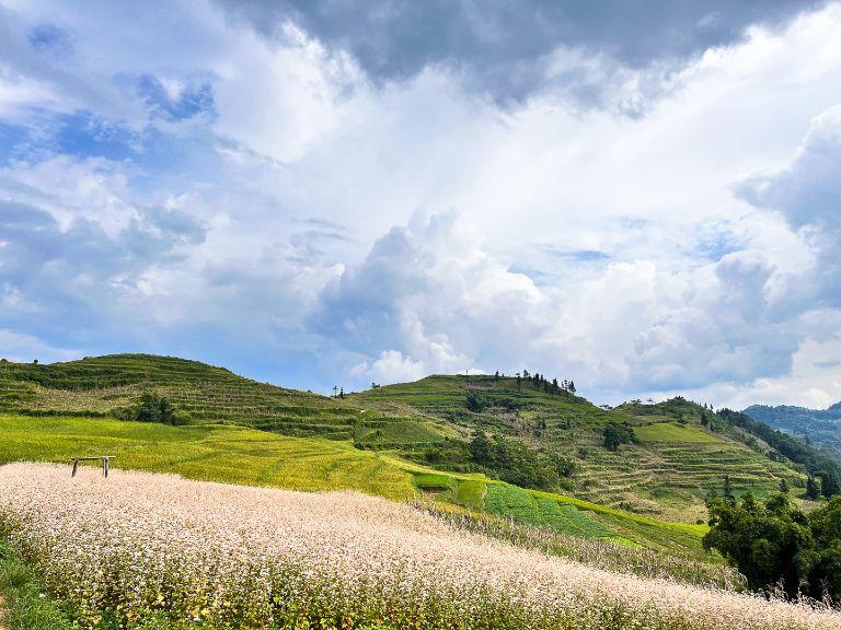 Suoi Thau Grassland