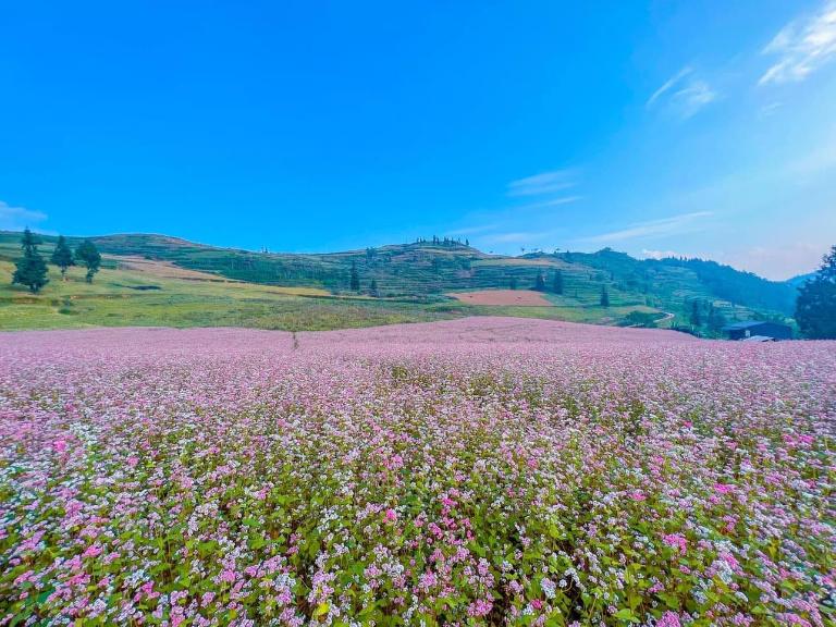 Suoi Thau Grassland