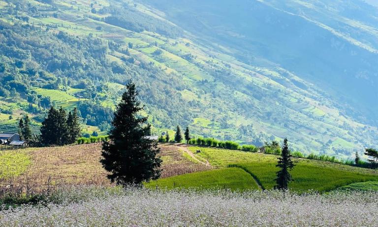 Suoi Thau Grassland