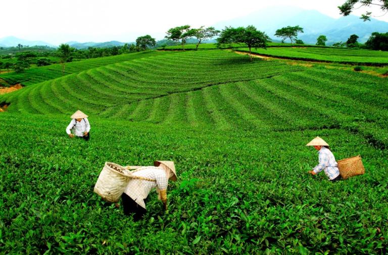 Thai Nguyen is especially well-known for their green tea