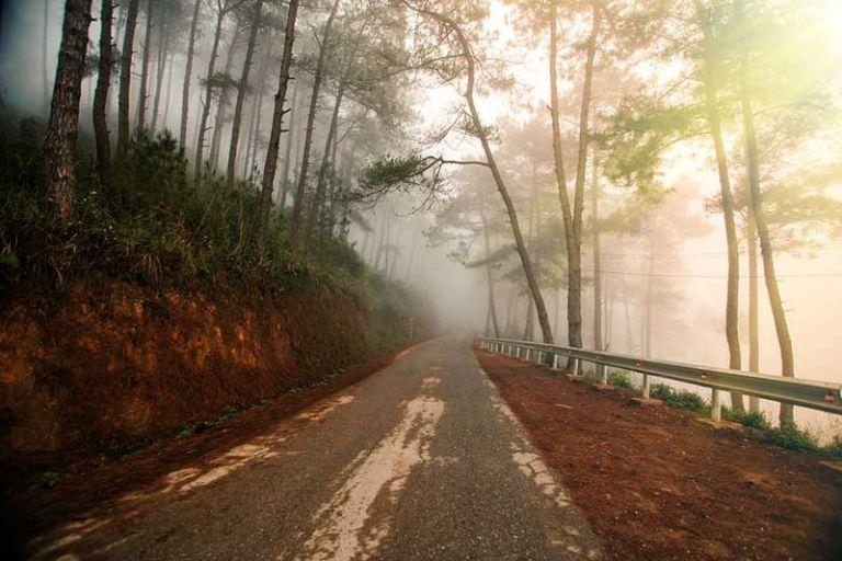 Yen Minh Pine Forest