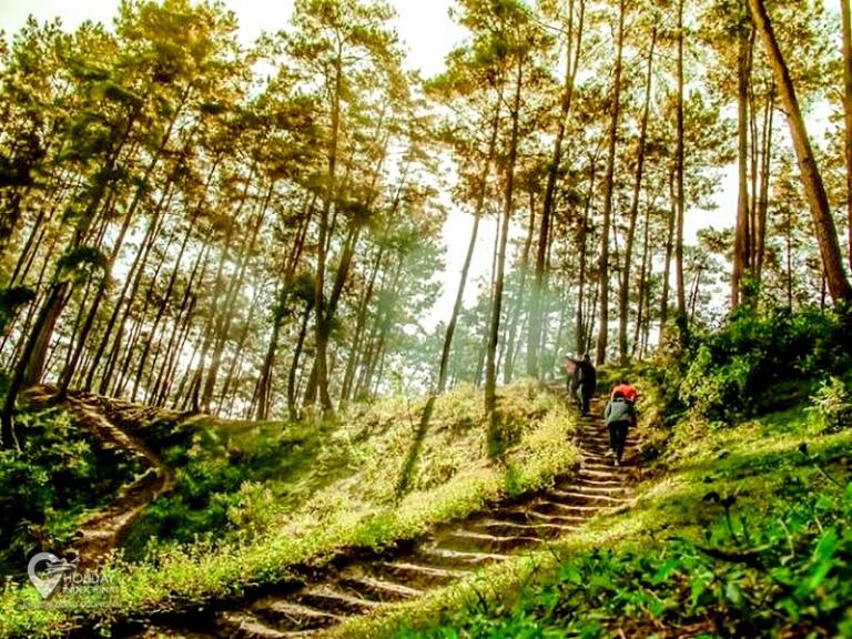 Yen Minh Pine Forest