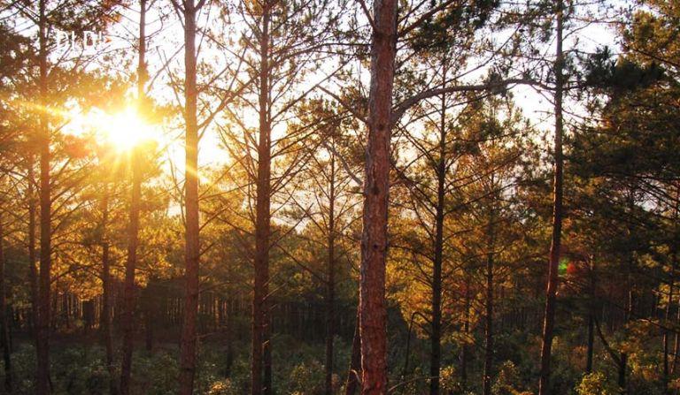 Yen Minh Pine Forest