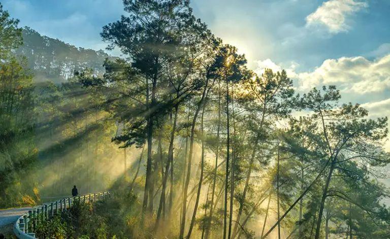 Yen Minh Pine Forest