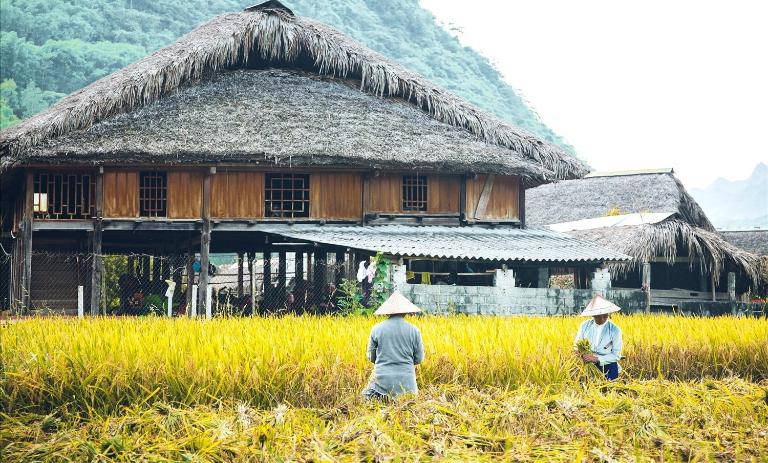 While lacking towering terraced fields, Thon Tha offers true tranquility with its gentle, surrounding rice paddies.