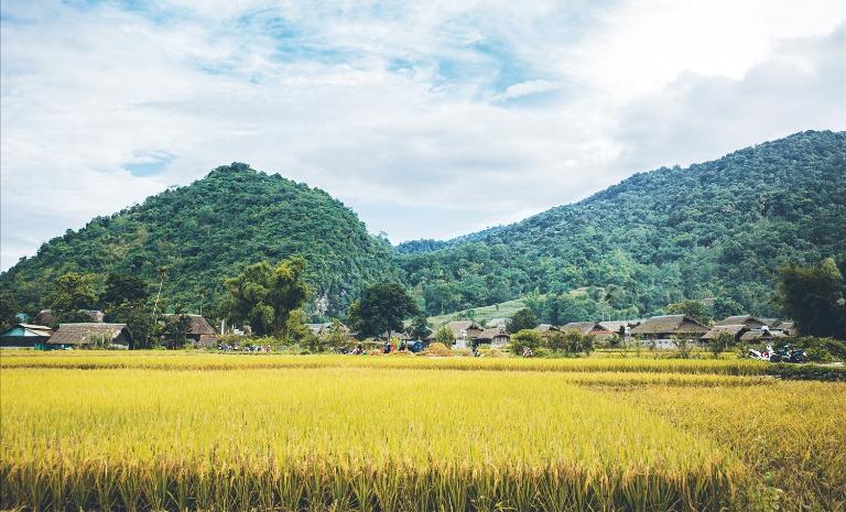 The golden rice harvest season is the most beautiful time in the village.