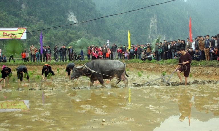 The Long Tong Festival celebrates spring with vibrant traditions, rice planting, and joyful community gatherings.