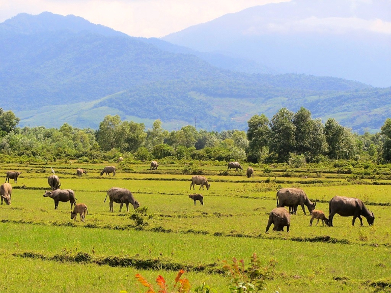 Golden Loop Vietnam